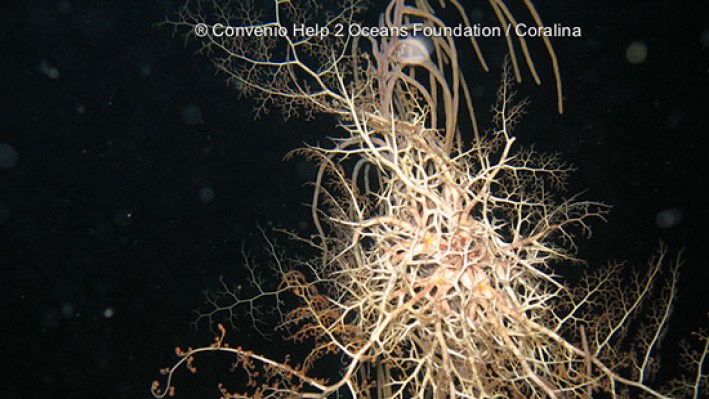Basket star (7)